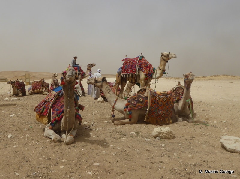 Egypt cairo camel ride