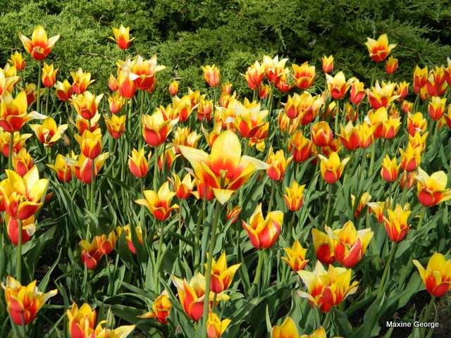 Tulips in Major's Hill Park, Ottawa Tulip Festival