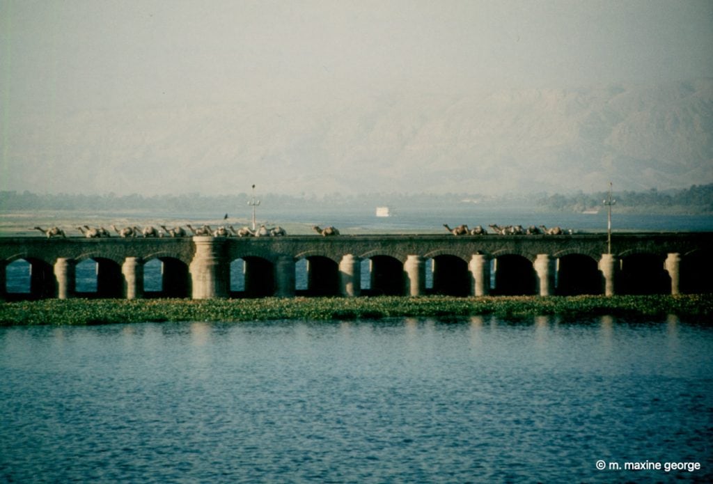 Camels crossing the barrage Esna