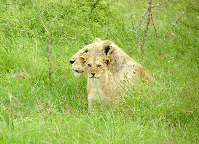 A lioness and her cub near the Sarova Salt Lick Game Lodge in Tsavo West National Park