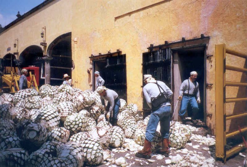 Sorting agave pineapples in Tequila, Mexico