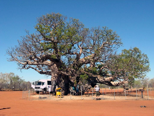 This boab tree had grown hollow inside and was large enough to hold six people.