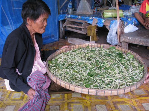 Silk Worms used to produce silk in Isan, Thailand.